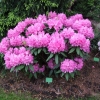 Gabriel- Рододендрон гибридный - Gabriel - Rhododendron hybridum