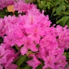 Gabriel- Рододендрон гибридный - Gabriel - Rhododendron hybridum