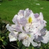 Genoveva - Рододендрон гибридный - Genoveva - Rhododendron hybridum