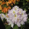 Genoveva - Рододендрон гибридный - Genoveva - Rhododendron hybridum