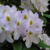 Genoveva - Рододендрон гибридный - Genoveva - Rhododendron hybridum
