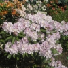 Genoveva - Рододендрон гибридный - Genoveva - Rhododendron hybridum