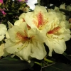 Goldbukett - wardii  hybr. - Рододендрон гибридный - Goldbukett - wardii  hybr. - Rhododendron hybridum