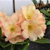 Golden Harmony - Рододендрон гибридный - Golden Harmony - Rhododendron hybridum
