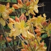 Golden Lights - azalia wielkokwiatowa - Golden Lights - Rhododendron (Azalea)