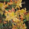 Golden Lights - Azalee - Golden Lights - Rhododendron (Azalea)