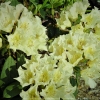 Goldsworth Yellow - Рододендрон гибридный - Goldsworth Yellow - Rhododendron hybridum