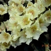 Goldsworth Yellow - Рододендрон гибридный - Goldsworth Yellow - Rhododendron hybridum