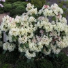 Goldsworth Yellow - Рододендрон гибридный - Goldsworth Yellow - Rhododendron hybridum