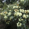 Graf Lennart - Рододендрон гибридный - Graf Lennart- Rhododendron hybridum