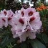Graffito - różanecznik wielkokwiatowy - Graffito - Rhododendron hybridum