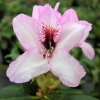 Graffito - różanecznik wielkokwiatowy - Graffito - Rhododendron hybridum