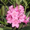 Haaga -  Rhododendron Hybride - Haaga - Rhododendron hybridum