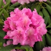 Haaga -  Rhododendron Hybride - Haaga - Rhododendron hybridum