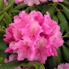 Haaga - Rhododendron hybrid - Haaga - Rhododendron hybridum