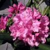 Haaga -  Rhododendron Hybride - Haaga - Rhododendron hybridum