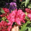 Hachmann's Feuerschein - Rhododendron hybrid - Hachmann's Feuerschein - Rhododendron hybridum