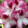 Hachmann's Charmant - Rhododendron hybrid - Hachmann's Charmant - Rhododendron hybridum