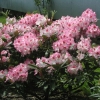 Hachmann's Charmant - Rhododendron Hybride - Hachmann's Charmant - Rhododendron hybridum