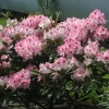 Hachmann's Charmant - różanecznik wielkokwiatowy - Hachmann's Charmant - Rhododendron hybridum