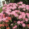 Hachmann's Charmant - różanecznik wielkokwiatowy - Hachmann's Charmant - Rhododendron hybridum