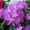 Purpureum Grandiflorum - Rhododendron hybrid - Purpureum Grandiflorum - Rhododendron hybridum