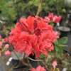 Fabiola - Азалия крупноцветковая - Fabiola - Rhododendron  (Azalea)