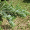 Abies holophylla - jodła mandżurska - Abies holophylla