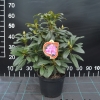 Diadem - fortunei-hybr. - Rhododendron hybrid - Diadem - Rhododendron hybridum