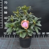 Fluidum - Rhododendron Hybride - Fluidum - Rhododendron hybridum