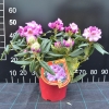 Kazimierz Odnowiciel ROYAL VIOLET PBR - Rhododendron Hybride - Kazimierz Odnowiciel ROYAL VIOLET PBR - Rhododendron hybridum