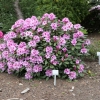 Diadem - fortunei-hybr. - Rhododendron hybrid - Diadem - Rhododendron hybridum