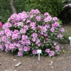 Diadem - fortunei-hybr. - różanecznik wielkokwiatowy - Diadem - Rhododendron hybridum