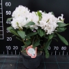 Eskimo - Rhododendron hybrid - Eskimo - Rhododendron hybridum