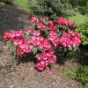 Halfdan Lem - Rhododendron hybrid - Halfdan Lem - Rhododendron hybridum