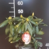 Helsinki University - brachycarpum-hybr. - różanecznik wielkokwiatowy - Helsinki University - brachycarpum-hybr. - Rhododendron hybridum