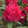 Mars - Rhododendron Hybride - Mars - Rhododendron hybridum