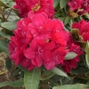 Mars - Рододендрон гибридный - Mars - Rhododendron hybridum