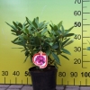 Polarnacht - Рододендрон гибридный - Polarnacht - Rhododendron hybridum