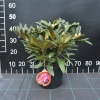 Kalinka - Rhododendron yakushimanum - Kalinka - Rhododendron yakushimanum