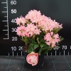 Percy Wiseman - różanecznik jakuszimański - Percy Wiseman - Rhododendron yakushimanum
