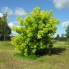 Acer negundo 'Kelly's Gold' - Eschen- Ahorn - Acer negundo 'Kelly's Gold'