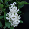 Syringa vulgaris 'Miss Ellen Willmott' - Lilac ; common lilac - Syringa vulgaris 'Miss Ellen Willmott'