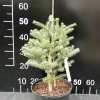 Abies koreana 'Blue Emperor' - Korean fir - Abies koreana 'Blue Emperor'