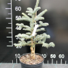 Abies procera 'Schembeck' - Noble fir - Abies procera 'Schembeck'  ;  Abies  nobilis