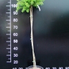 Larix decidua 'Kórnik' - modrzew europejski - Larix decidua 'Kórnik'