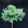 Larix kaempferi 'Blue Dwarf' - Лиственница японская - Larix kaempferi 'Blue Dwarf'