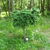 Larix kaempferi 'Blue Dwarf' - modrzew japoński - Larix kaempferi 'Blue Dwarf'