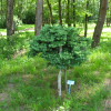 Larix kaempferi 'Susterseel' - Japanische Lärche - Larix kaempferi 'Susterseel'