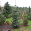 Picea bicolor - Alcocks-Fichte - Picea bicolor  ;  Picea alcoquiana